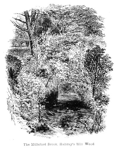Der Millaford Brook, Halidays Hill Wood von Walter Crane